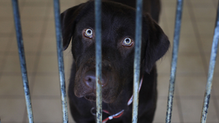 Animal Welfare Reports and Abuse Data Wiped From USDA Website